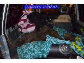 Doi bărbați au fost reținuți pentru braconarea unui urs