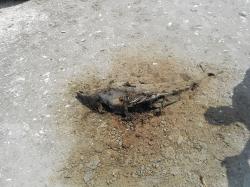 Opt delfini morți din cauza plaselor de pescuit