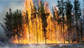 Incendiu forestier în apropiere de localitatea Seimenii Mari 