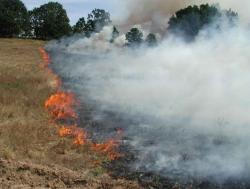 Incendiu de vegetaţie uscată în Eforie Sud!