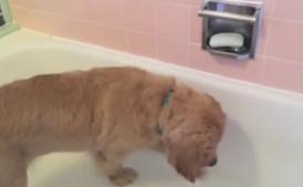 Are doar patru luni, dar intră singur în cadă și se spală! (video)