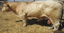 Bovinele din România, pândite de dermatoza nodulară contagioasă? Ce este această boală?