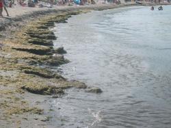 Plaja din Mangalia, locul unde te mănâncă șerpii?