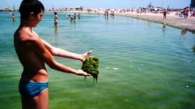 Algele au împânzit sudul litoralului! Mirosul este tot mai greu de suportat  