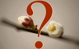 Lumea poeziilor Irina Lucia Mihalca - Invazia