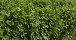 Crama Noblesse SRL demolează mai multe imobile la Cernavodă. Construcţiile vizate ocupă peste 27.000 mp