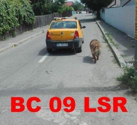 Revoltător Un câine a fost legat de un taxi şi „scos la plimbare“  