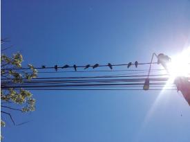 Cum să ne ferim de caniculă