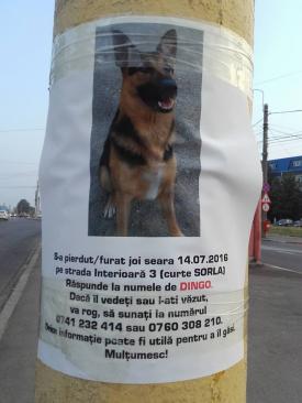 Anunț emoționant pe Facebook Ajutor pentru a-l găsi pe Dingo!