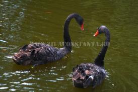 centrulnatura.ro Saptamana Iubirii