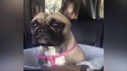 Funny video Colecţia de video-uri haioase (I)