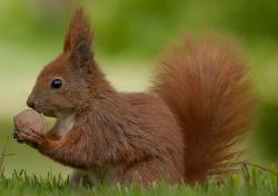 A vândut şase veveriţe primăriei şi s-a ales cu o amendă