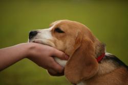 Câinii înţeleg emoţiile afişate pe chipurile umane 