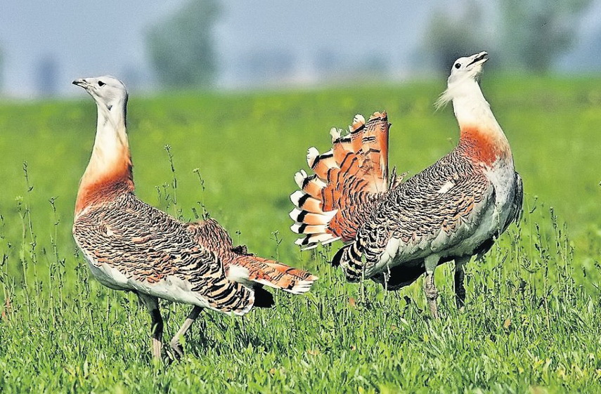 calatori straini prin dobrogea robert bargrave anglia xxxiv galerie foto 602847