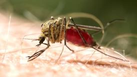 Pleci în India? Ai grijă la țânțari Creşteri ale cazurilor de infectare cu virusurile Chikungunya și Dengue