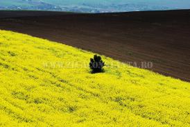  Săptămâna PREZENTULUI 