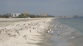 Soţia unui fost preşedinte ANAT administrează o plajă din Năvodari (document)