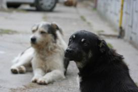 Noi grupuri sanitare la școala din Lumina Maidanezii de pe străzile comunei, în atenția primarului Ioan Roman