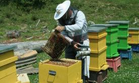 ACA, Ioan Fetea „Este prima dată din ultimii 50 de ani, de când asociația noastră exportă miere”