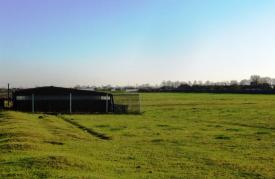 Un cal cu piciorul rupt zace abandonat pe câmp, la Movilița