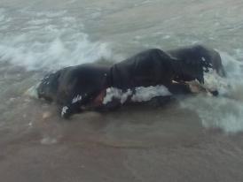 Din păcate, imaginea zilei vine de la Eforie Sud! Imagini care vă pot afecta emoţional (galerie foto)     