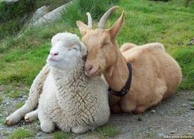 Guvernul reorganizează Institutul de Cercetare-Dezvoltare pentru Creșterea Ovinelor şi Caprinelor – Palas