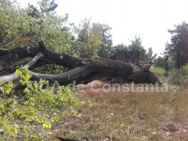Furtuna de azi a doborât mai mulți copaci la doi pași de Primărie (galerie foto)