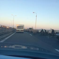 Șoferii, uimiți din nou! Turmă de oi pe podul de la Cernavodă