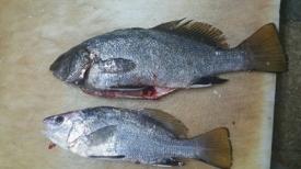 Un alt pește a reapărut la Marea Neagră, după o dispariție de zeci de ani