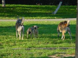 Comuna Topalu are un nou consilier local Administraţia a găsit soluţia pentru problema câinilor maidanezi 