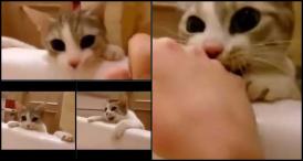 Funny video O pisică încearcă să îşi salveze stăpâna