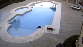 Funny video Pisici haioase