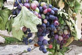  Ziua 3 de dietă cu struguri Ceva mici stări de slăbiciune și poate un pic de foame – dar mai mult este o reacție a minții, decât a corpului.