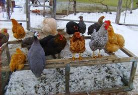 Alertă alimentară! Un nou virus amenință România. 