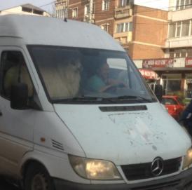 Imaginea zilei Un şofer de microbuz şi-a luat un copilot... încornorat (foto)