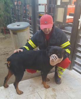 UPDATE Pompierii de la ISU Dobrogea au salvat un câine căzut într-o canalizare