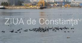 Peisaj marin. Păsărele mii prin Portul Constanța (fotoreportaj)