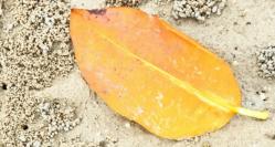 Nina Cassian – Voiam să rămân în septembrie