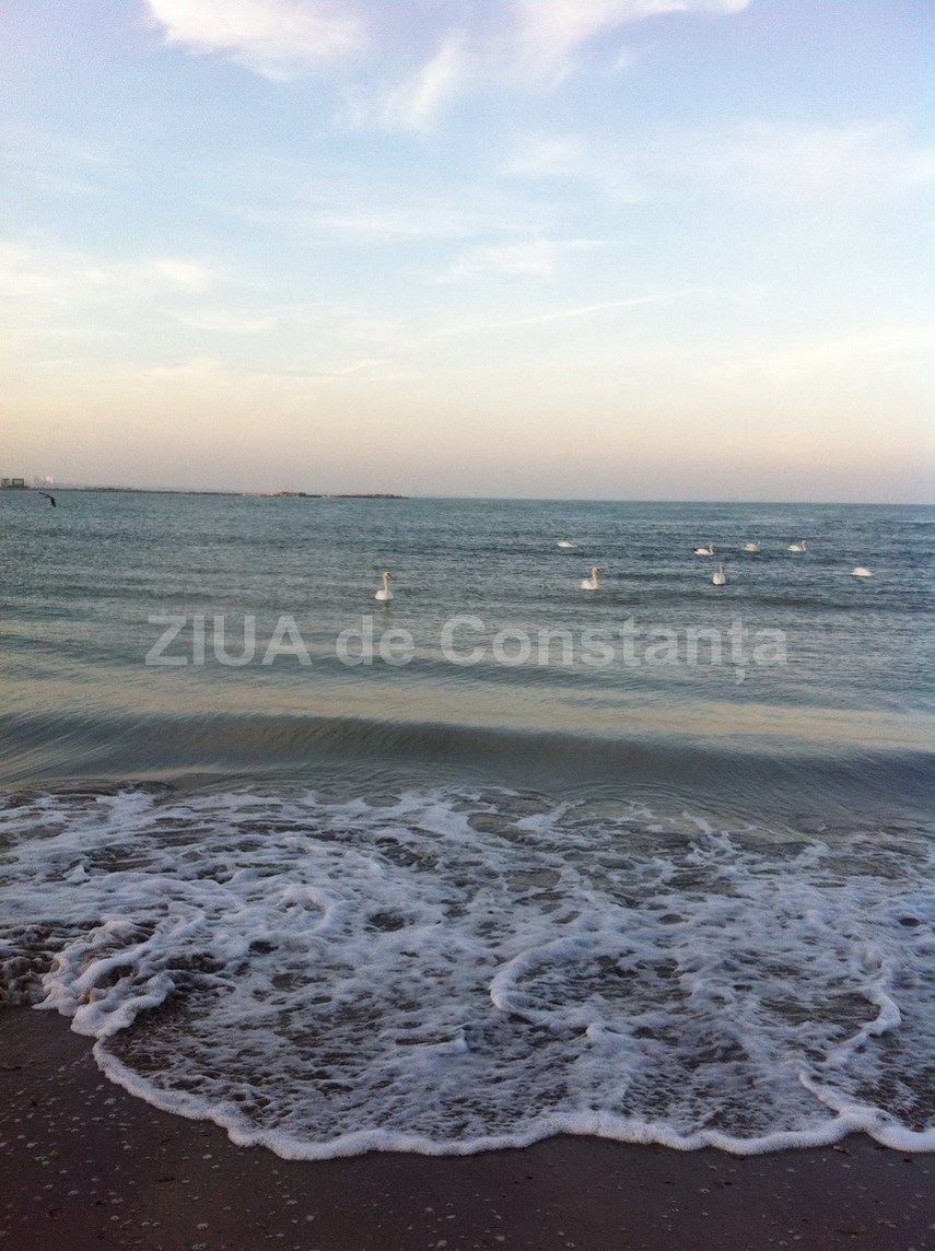update o plaja din eforie sud sufocata de gunoaie abadl promite controale 613824