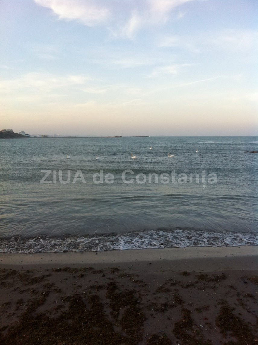update o plaja din eforie sud sufocata de gunoaie abadl promite controale 613824