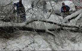 Prahova Copaci căzuți din cauza vântului la Bușteni și Măneciu; alți pomi - cu risc de prăbușire pe DN1, la Azuga