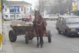 Căruţaşii ar putea fi obligaţi să-şi facă asigurări RCA