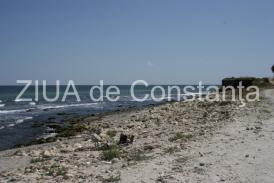 A fost aprobat Planul de management al sitului Natura 2000 Plaja submersă Eforie Nord-Eforie Sud. Ce specii rare trăiesc aici  