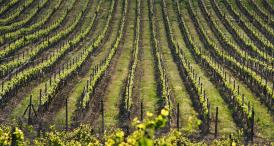 Călători străini prin Dobrogea (LIV) - iezuitul Franscisc Gosciecki (Polonia) (galerie foto)