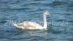 O lebădă suspectă de gripă aviară, găsită moartă în Portul Constanţa