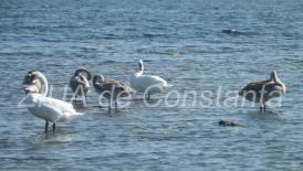 Măsuri luate de autorităţi după ce o lebădă a fost răpusă de gripa aviară în Portul Constanţa