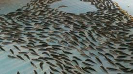 Scandal din cauza unui patinoar amenajat peste 5.000 de pești congelați (video)