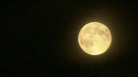 Irina Lucia Mihalca - Ca floarea de cireş în lună plină 