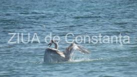 Constanţa A fost găsită a doua lebădă moartă, suspectă de gripă aviară