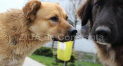 Primăria Constanţa vrea serviciu de sterilizare a cânilor cu stăpân